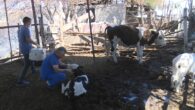 Büyükşehir veterinerleri yangın bölgesinde yaralanan hayvanları tedavi ediyor
